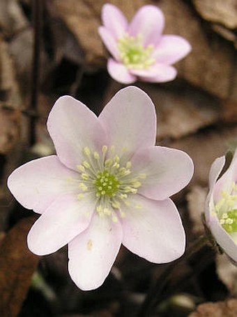 Hepatica nobilis