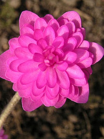 Hepatica nobilis