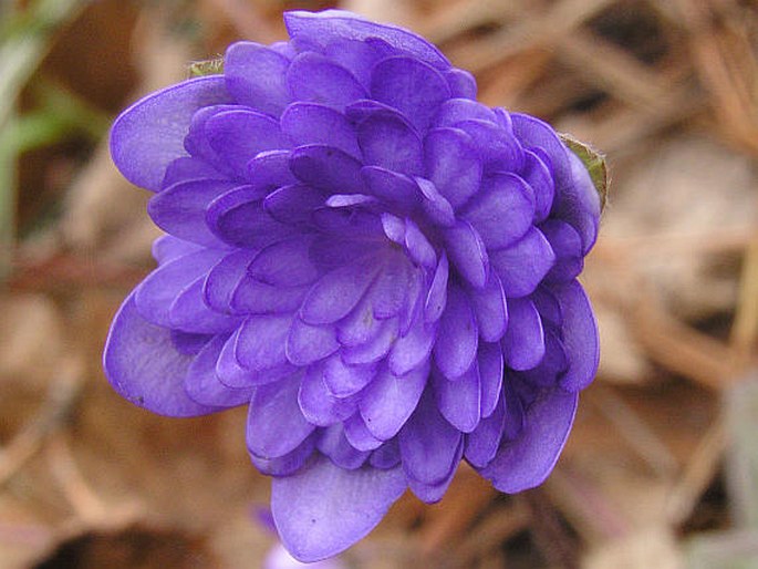 Hepatica nobilis