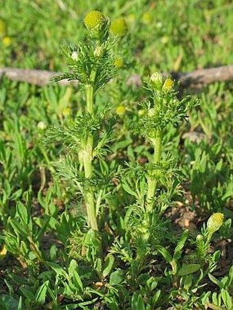 Matricaria discoidea