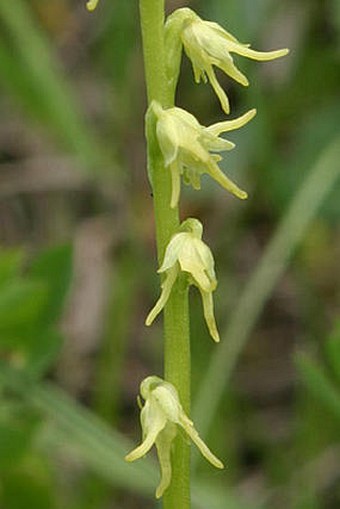 Herminium monorchis