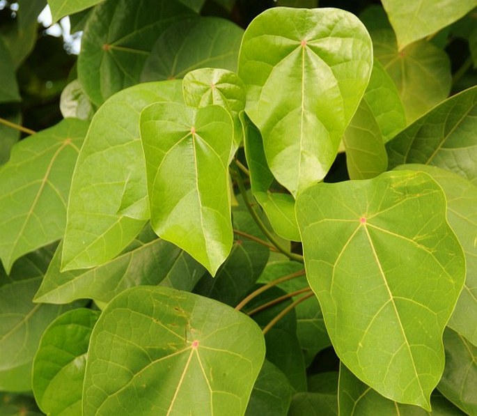 Hernandia nymphaeifolia