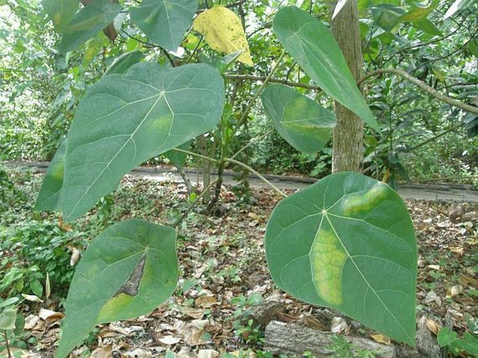 Hernandia nymphaeifolia