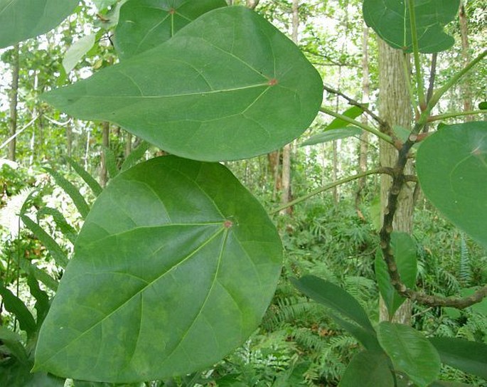 Hernandia nymphaeifolia