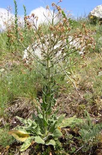 Hesperis tristis