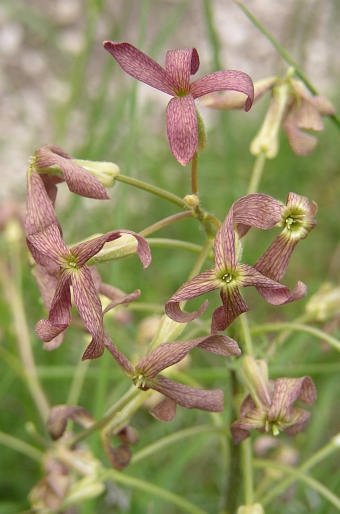 Hesperis tristis