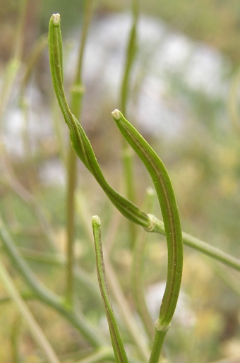 Hesperis tristis