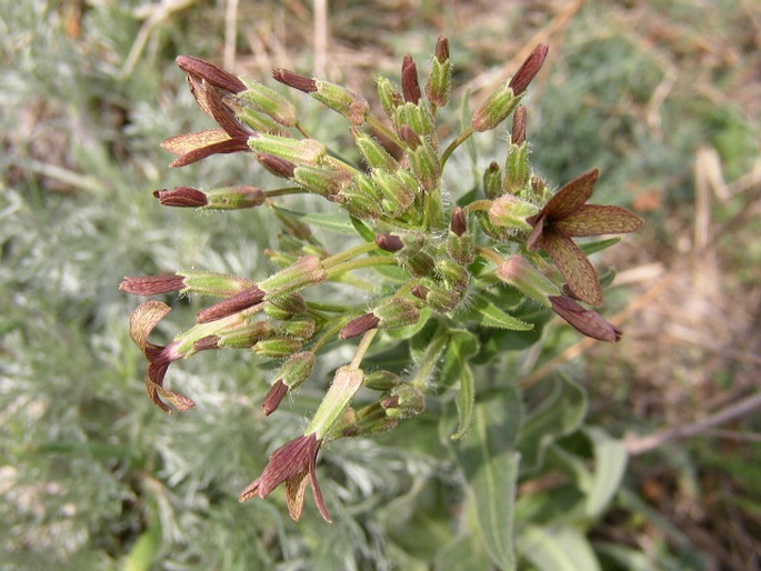 Hesperis tristis