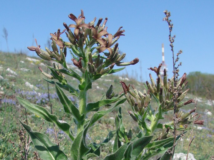 Hesperis tristis