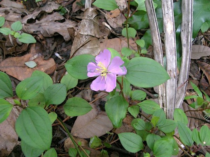 Heterotis rotundifolia