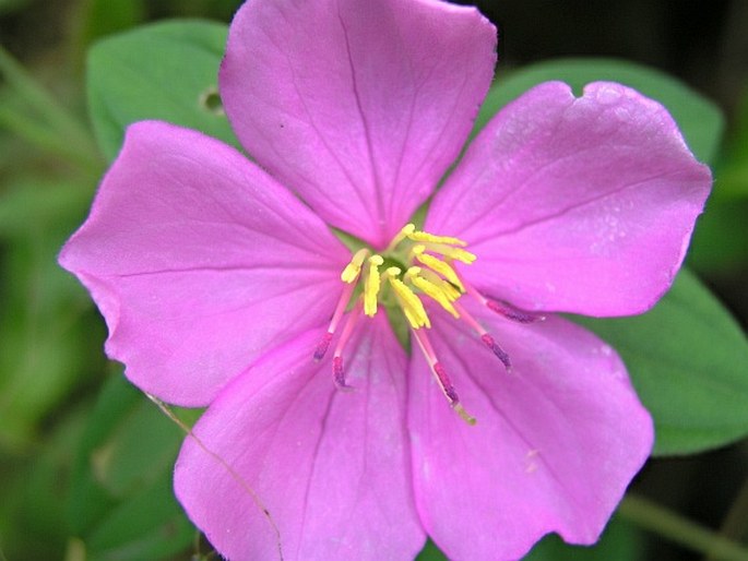 Heterotis rotundifolia