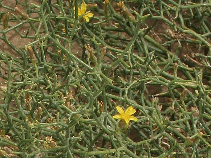 Hexinia polydichotoma