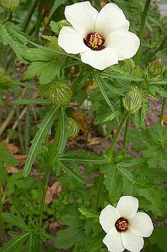 Hibiscus trionum