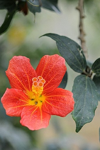 Hibiscus boryanus