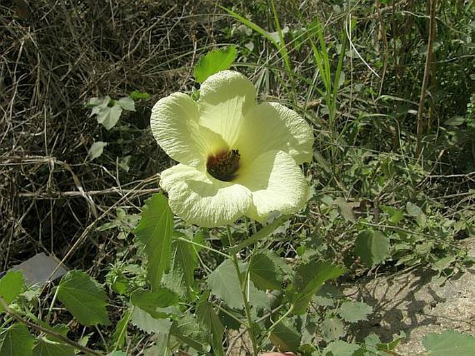 Hibiscus dongolensis