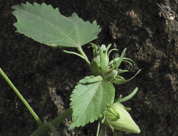 Hibiscus dongolensis