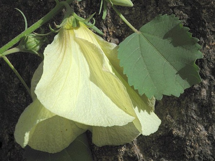 Hibiscus dongolensis