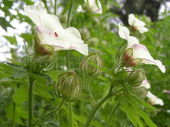 Hibiscus trionum