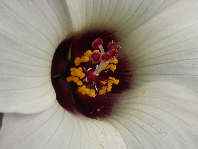 Hibiscus trionum