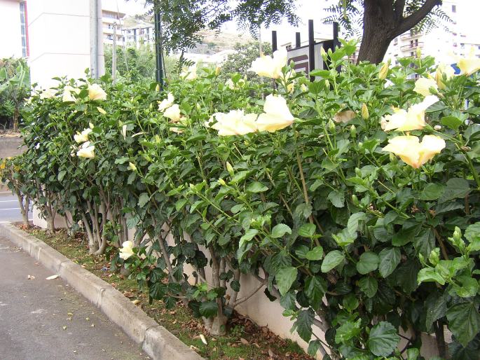 Hibiscus rosa-sinensis