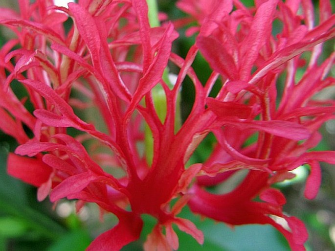 Hibiscus schizopetalus