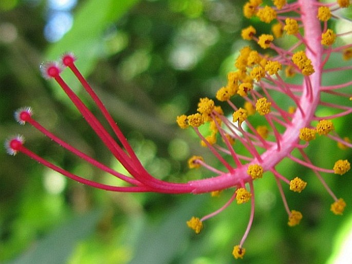 Hibiscus schizopetalus