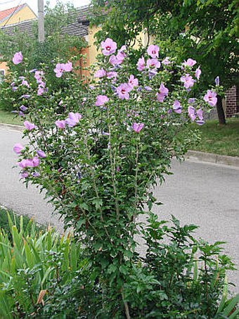 Hibiscus syriacus