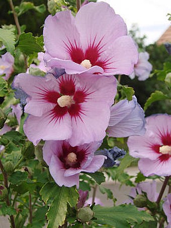 Hibiscus syriacus