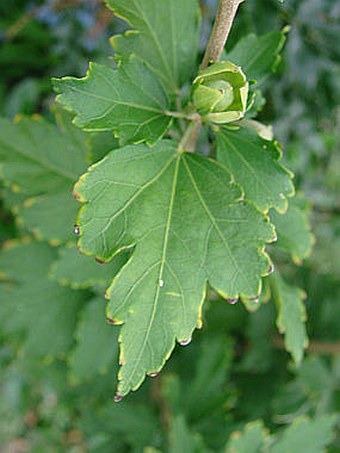 Hibiscus syriacus