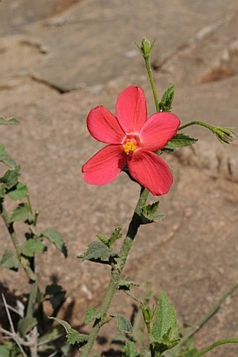 Hibiscus deflersii