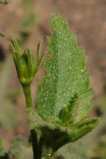 Hibiscus deflersii