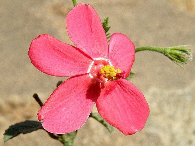 Hibiscus deflersii