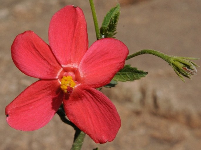 HIBISCUS DEFLERSII Schweinf. ex Cufod. – ibišek / ibištek