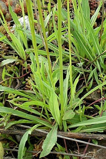 Hieracium bauhini