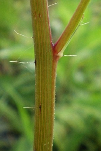 Hieracium bauhini