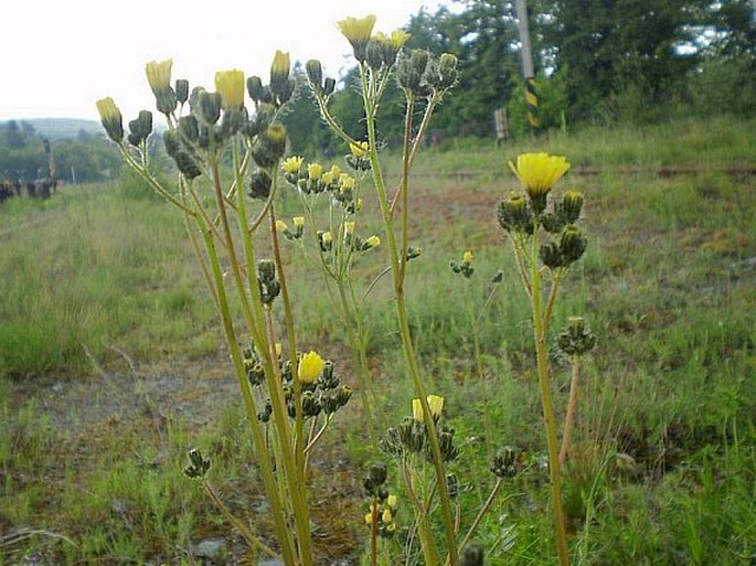 HIERACIUM BAUHINI Schult. – jestřábník Bauhinův / chlpánik Bauhinov