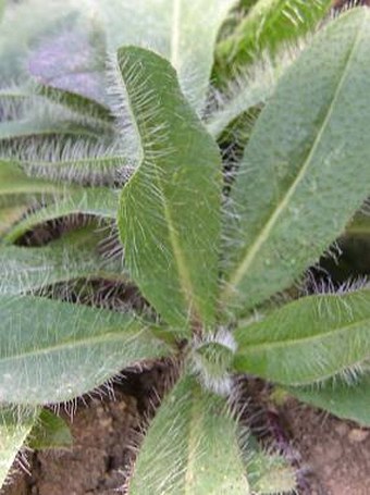 BOTANY.cz » HIERACIUM AURANTIACUM L. – Orange Hawkweed