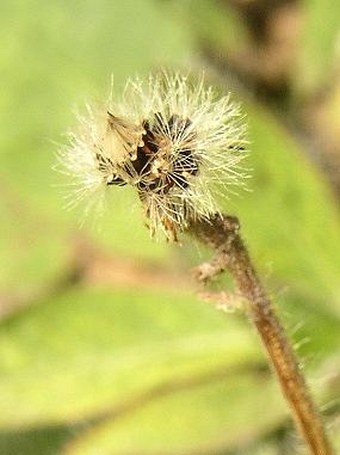 BOTANY.cz » HIERACIUM AURANTIACUM L. – Orange Hawkweed