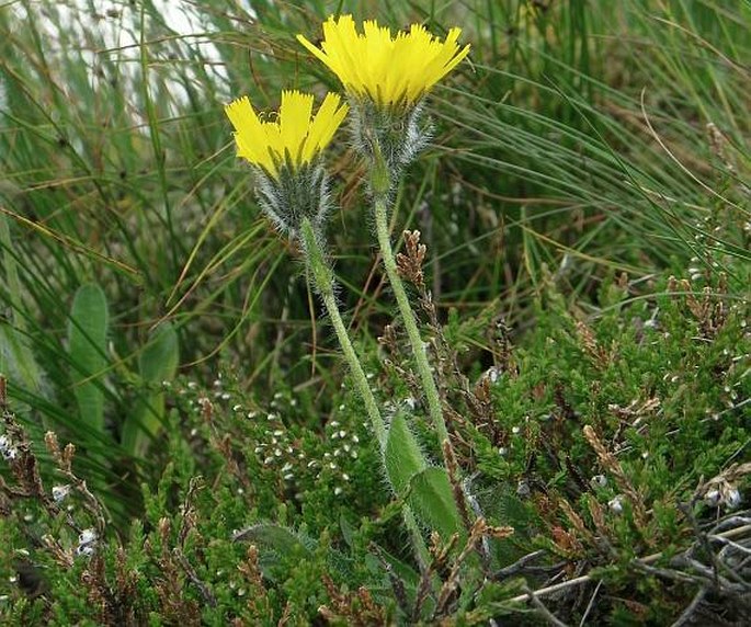 Hieracium alpinum