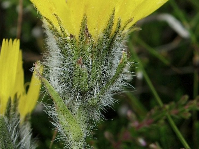 Hieracium alpinum