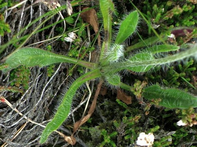 Hieracium alpinum