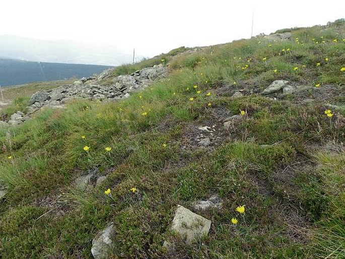 Hieracium alpinum