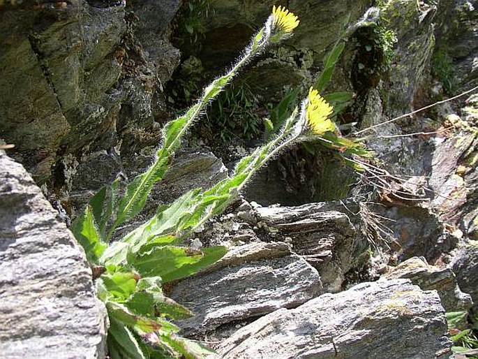 HIERACIUM VILLOSUM Jacq. – jestřábník huňatý / jastrabník huňatý