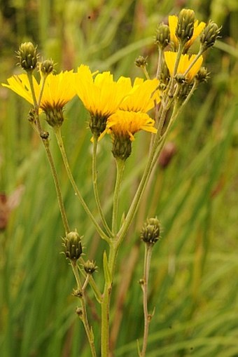 Hieracium umbellatum