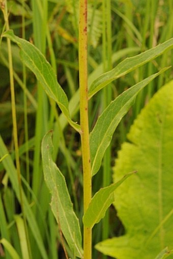 Hieracium umbellatum