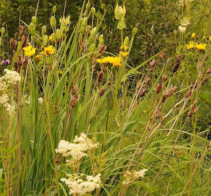 Hieracium umbellatum