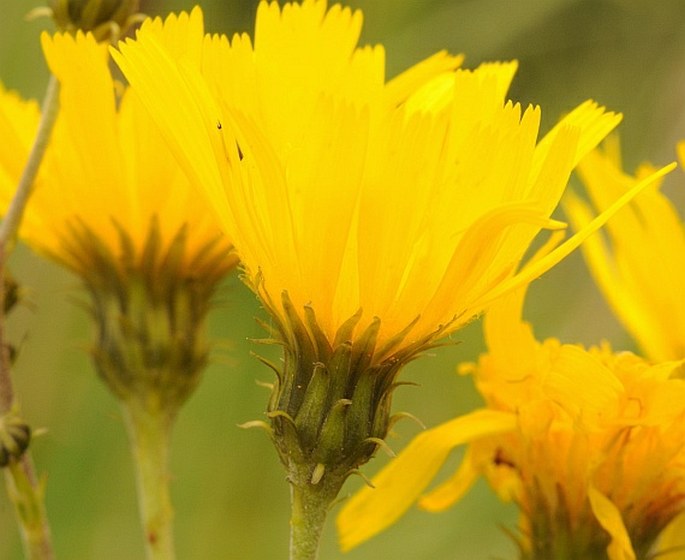 Hieracium umbellatum