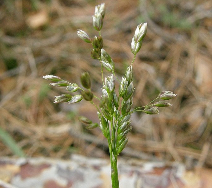 HIEROCHLOË AUSTRALIS (Schrad.) Roem. et Schult. – tomkovice jižní / tomkovica južná