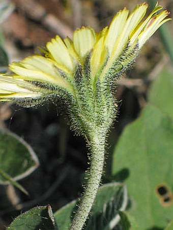 Hieracium pilosella