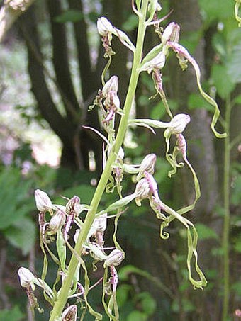 Himantoglossum adriaticum